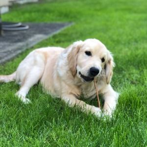 Meet your Posher, Tessa